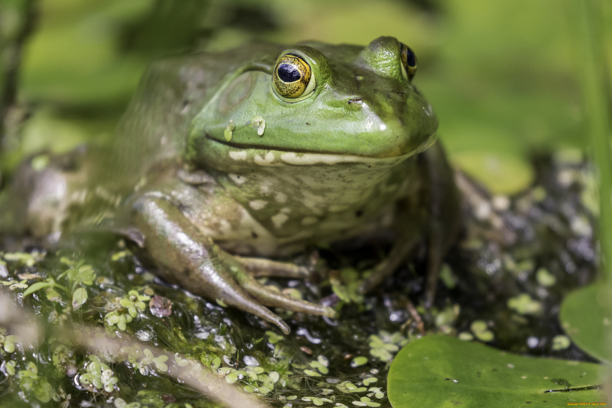животные, лягушки, фон, макро, милая, окрас, лягушка