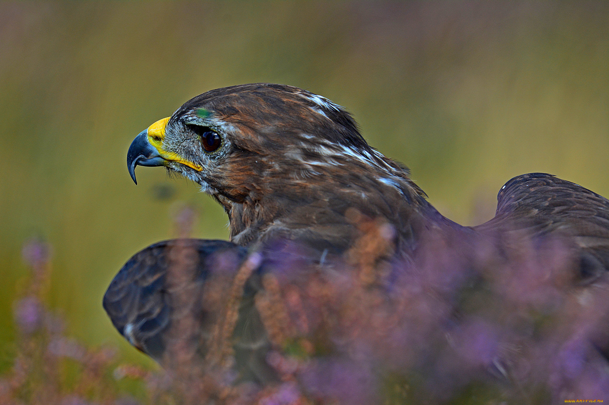 животные, птицы, -, хищники, орел, природа, охотник, птица