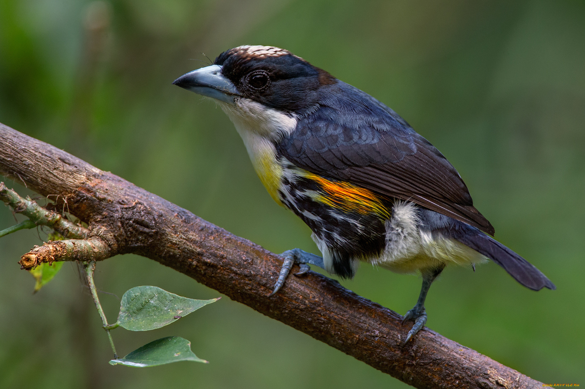 животные, птицы, птичка