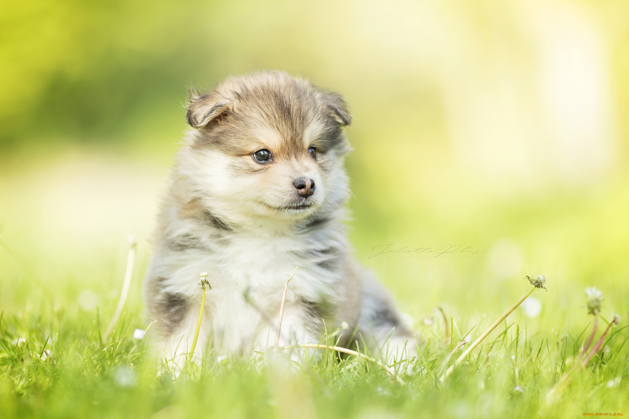 животные, собаки, собака, животное, окрас, порода, шерсть