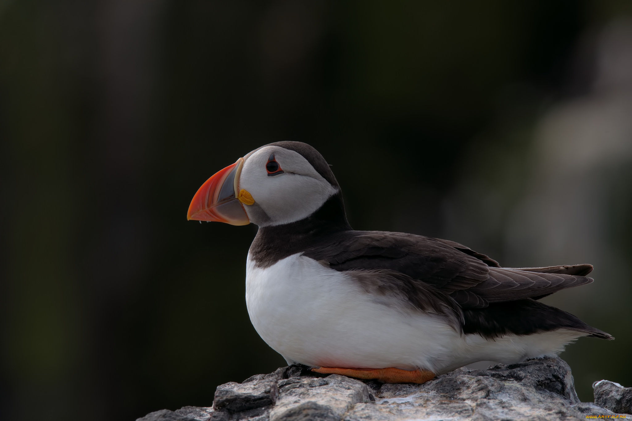 животные, тупики, блики, puffin, птица, профиль, тупик, атлантический, цветы