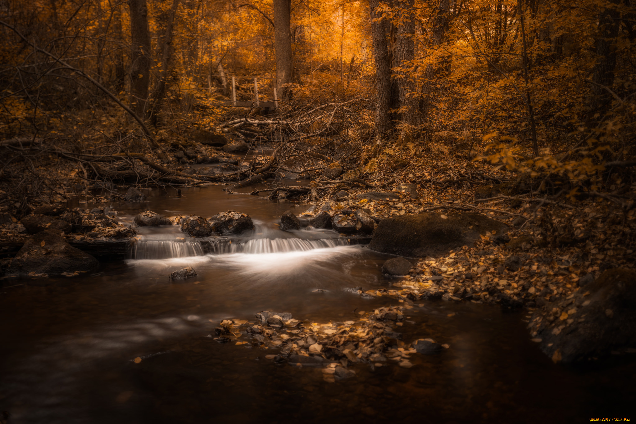 природа, лес, простор