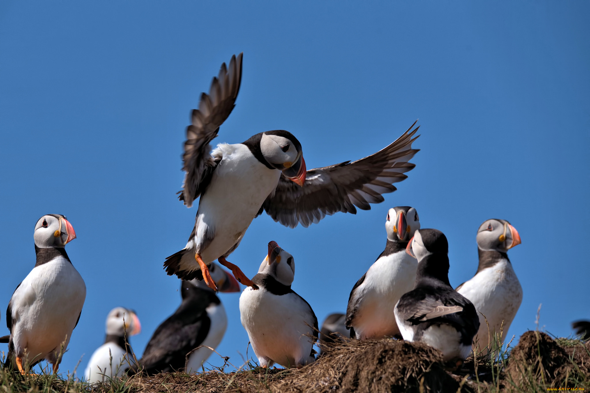 животные, тупики, птица, цветы, puffin, профиль, блики, тупик, атлантический