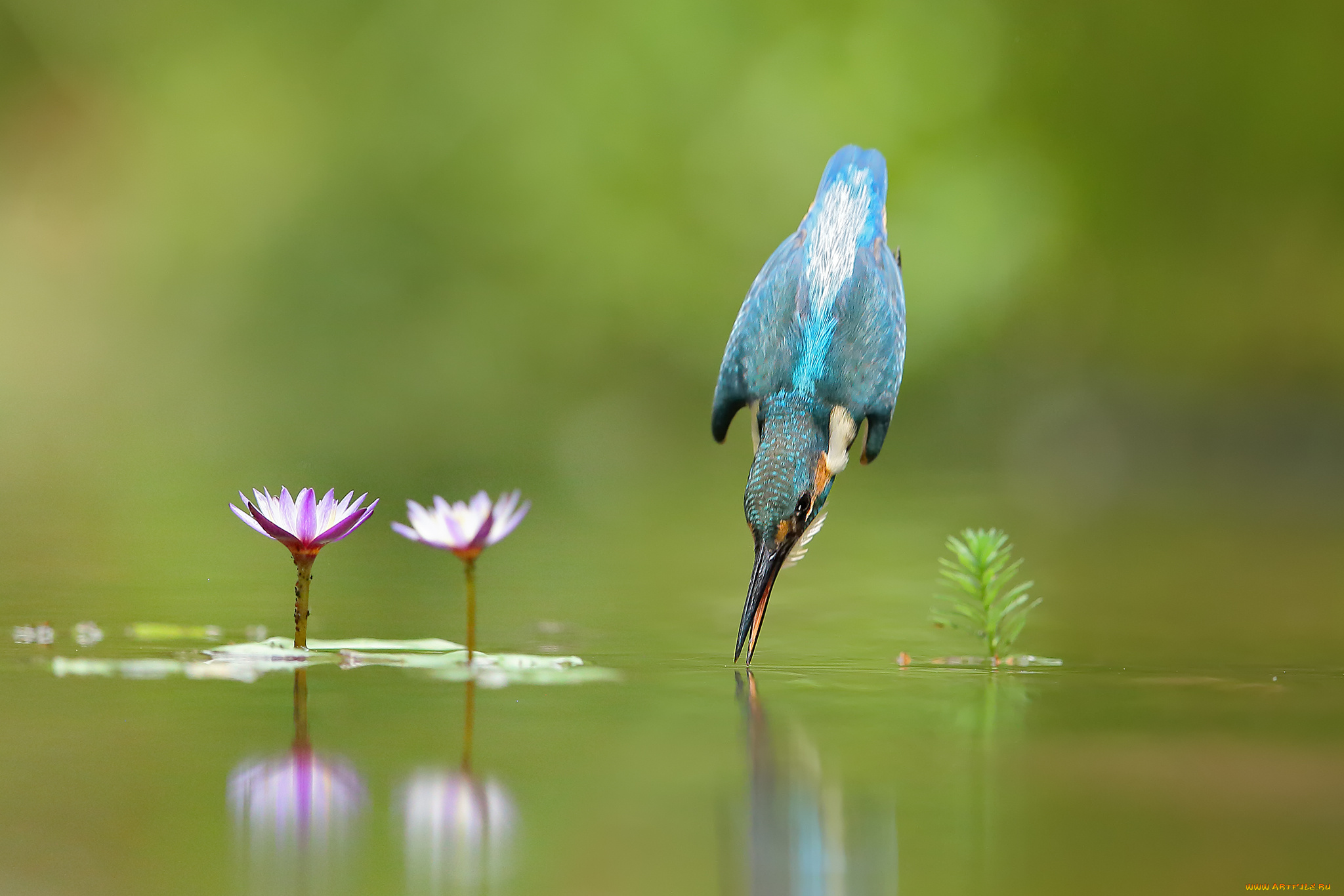 животные, зимородки, зимородок, птица, вода, полет, капли