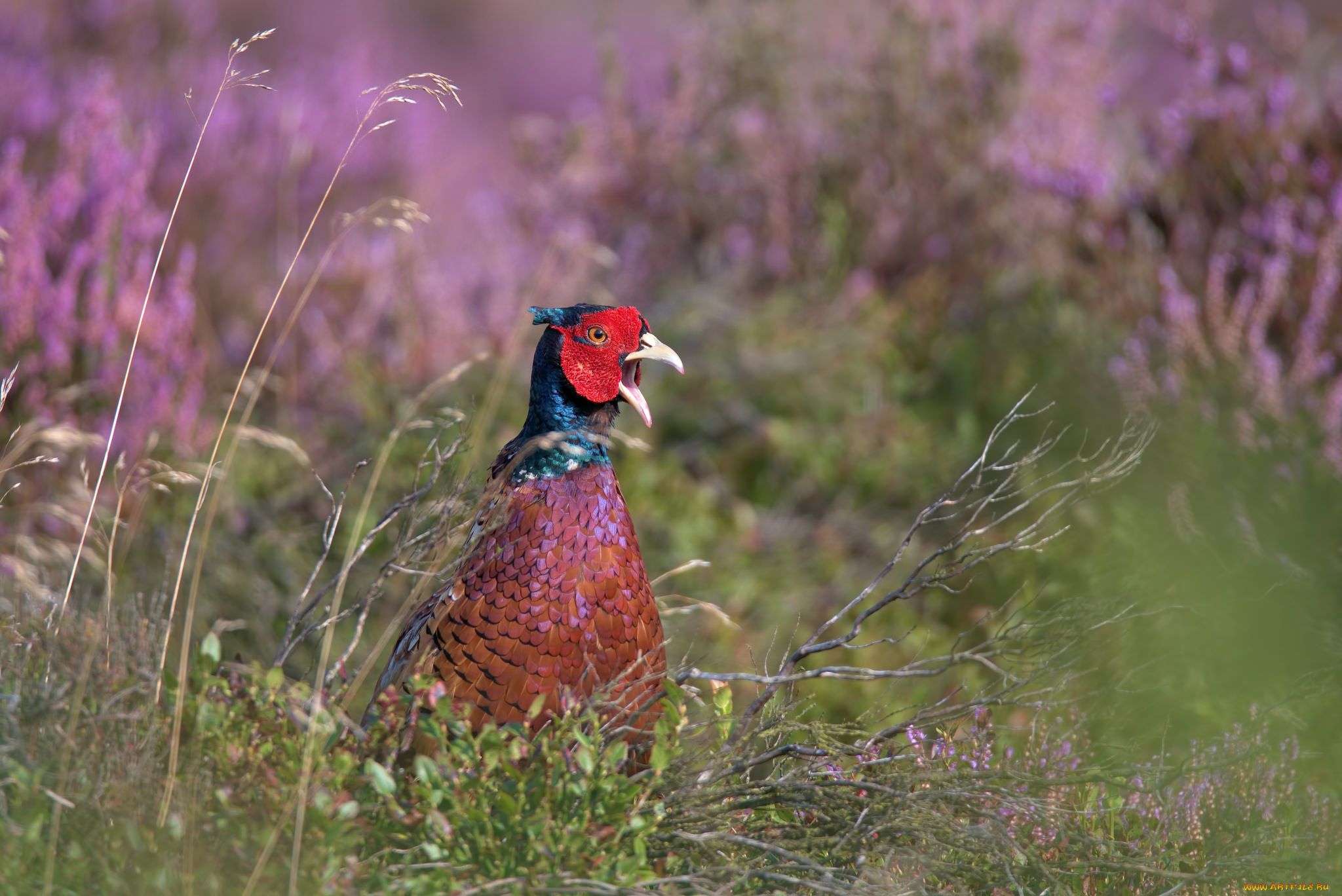 животные, фазаны, трава, птица, фазан, природа, ветки