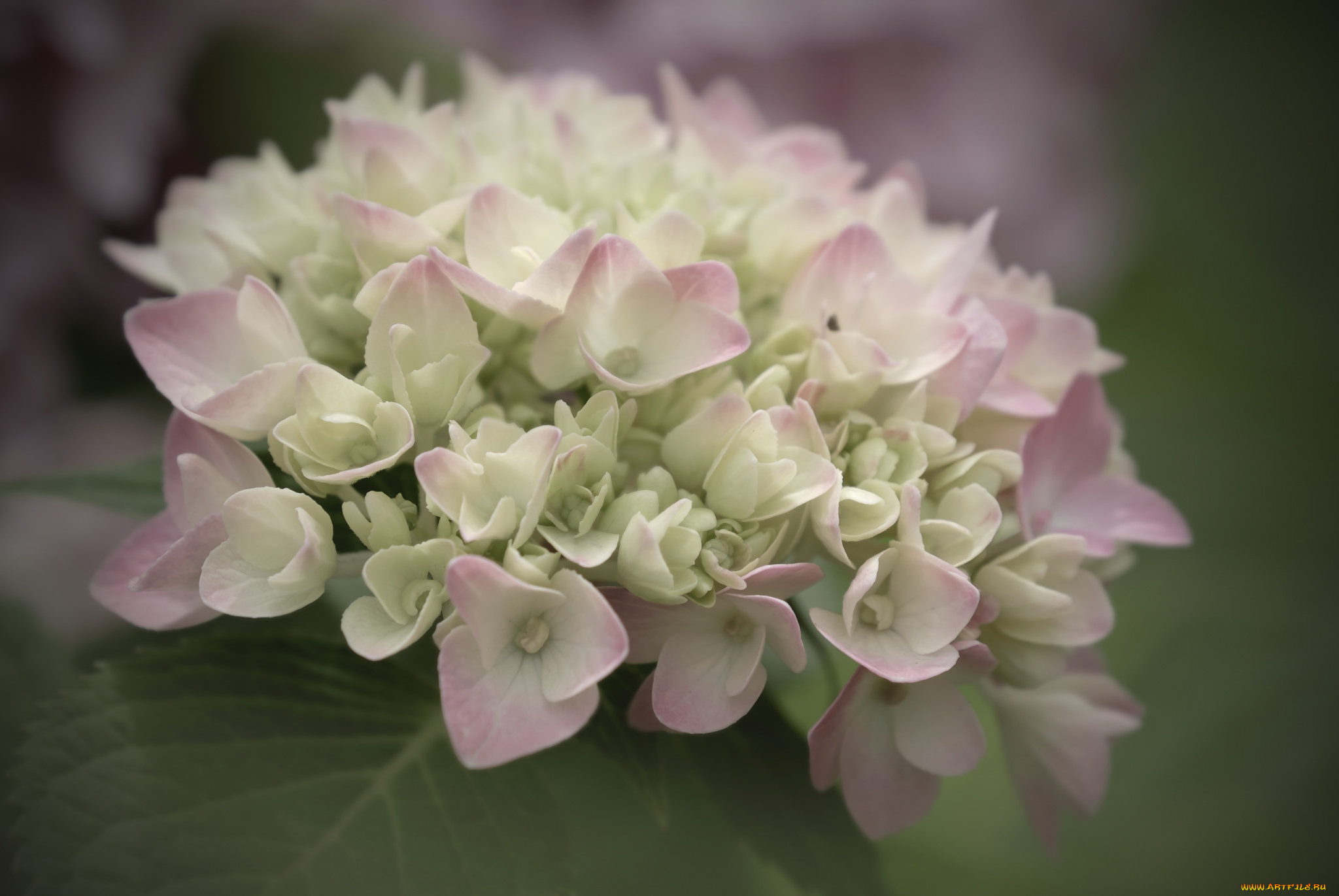 цветы, гортензия, куст, цветение, цвет