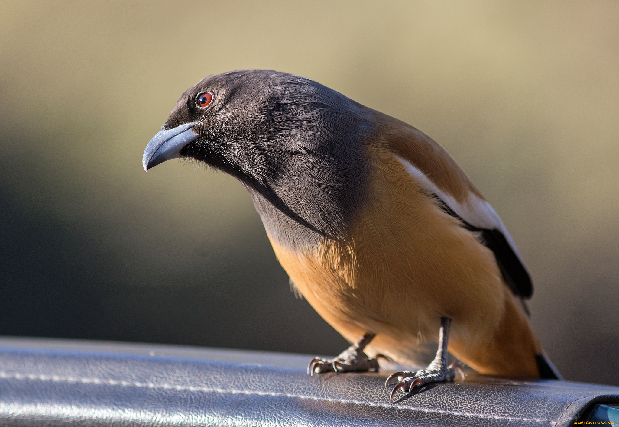 животные, птицы, птичка