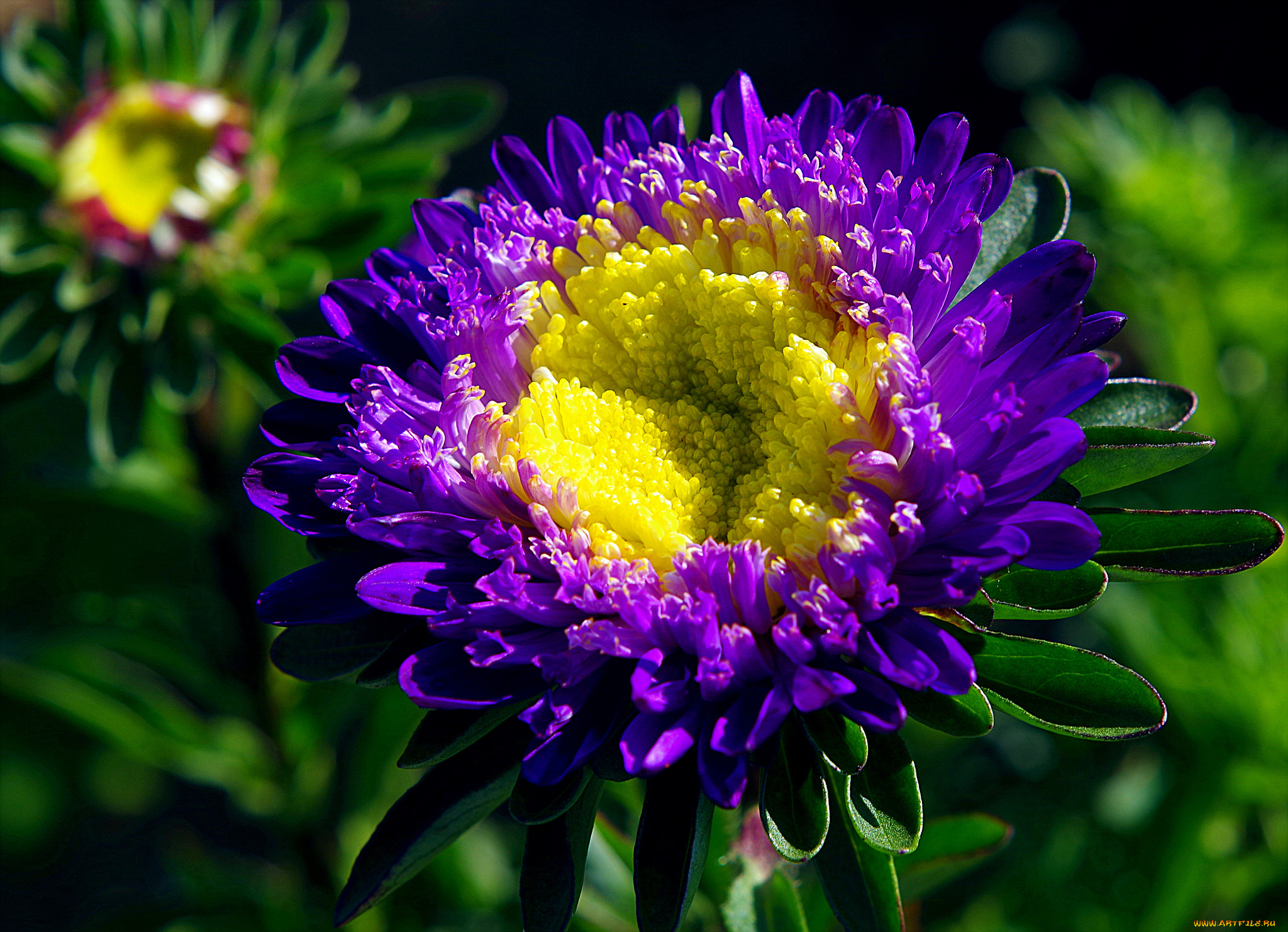 цветы, астры, bloom, colorful, and, many, flowers, tulips, бутон, лепестки, астра, сиреневая, цветение