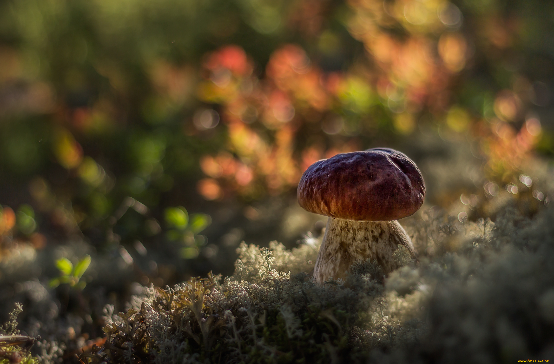 природа, грибы, боровик