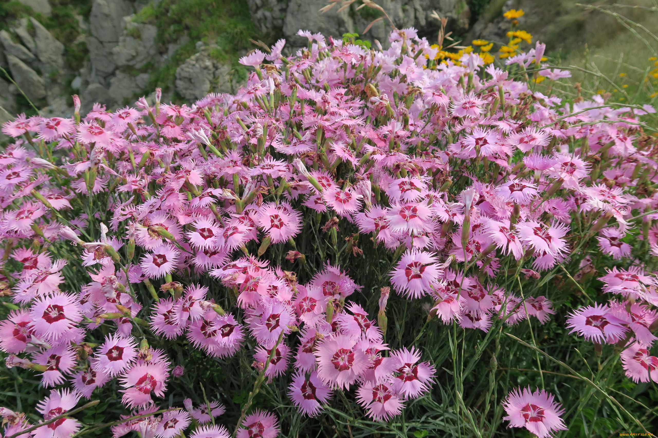 цветы, гвоздики, гвоздика, шабо