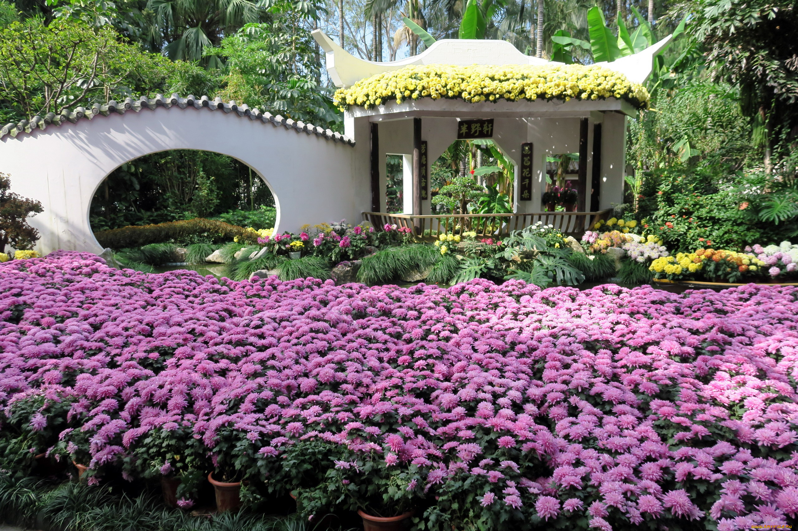 цветы, хризантемы, много