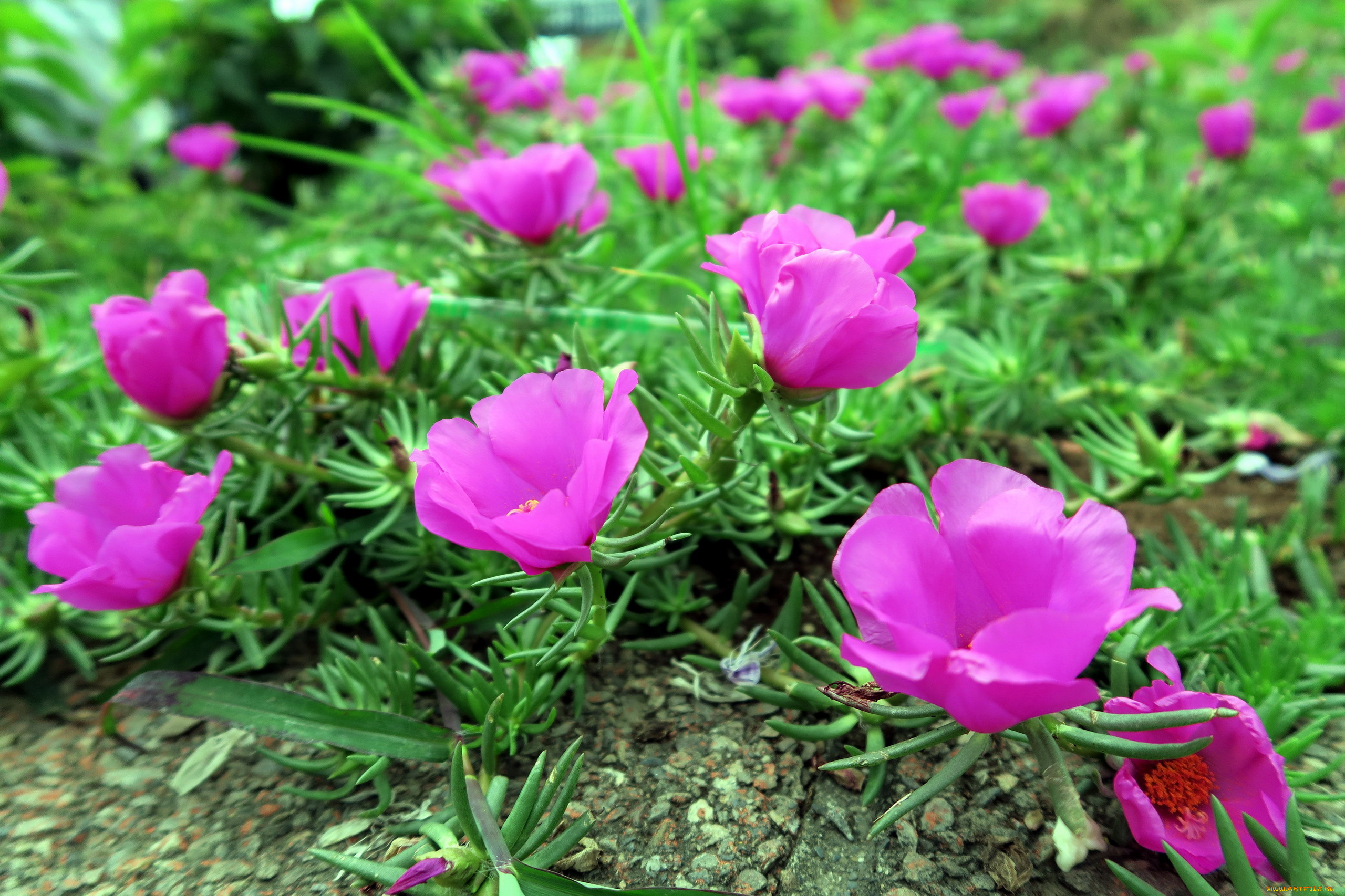 цветы, портулак, лиловый