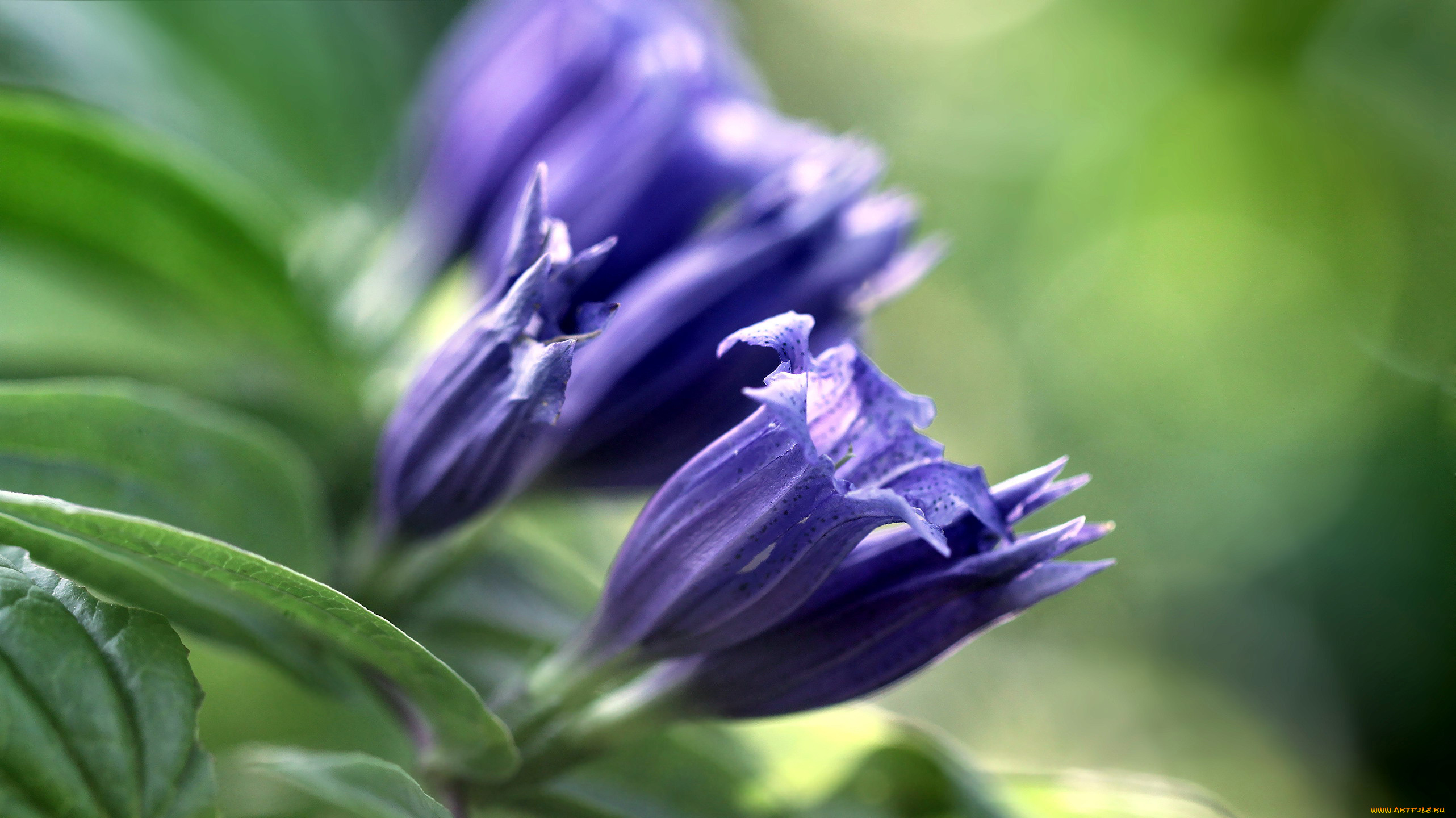 цветы, колокольчики, синий