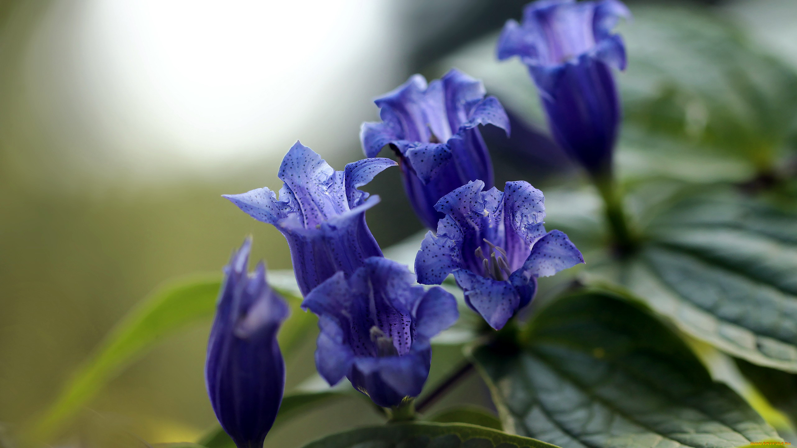 цветы, колокольчики, синий