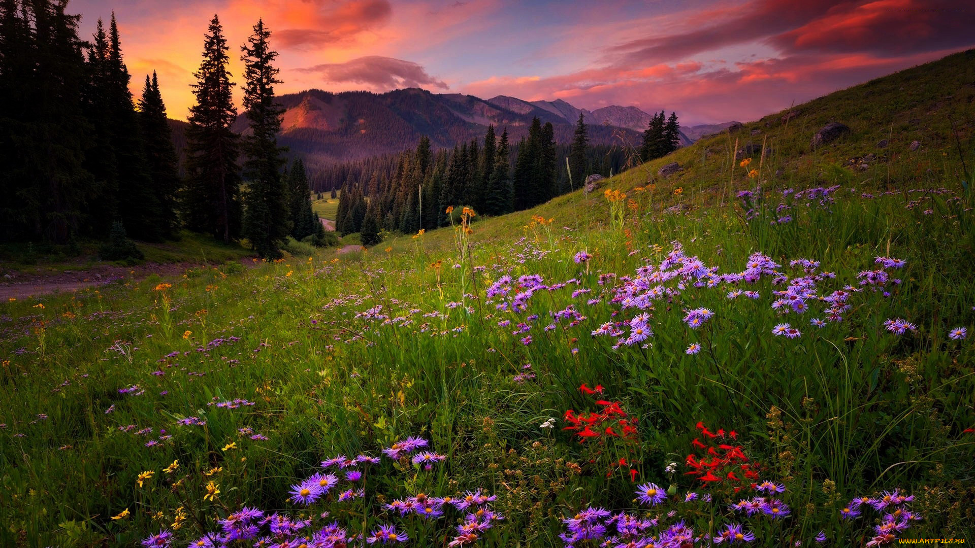 природа, луга, разнотравье, луг, лето, закат