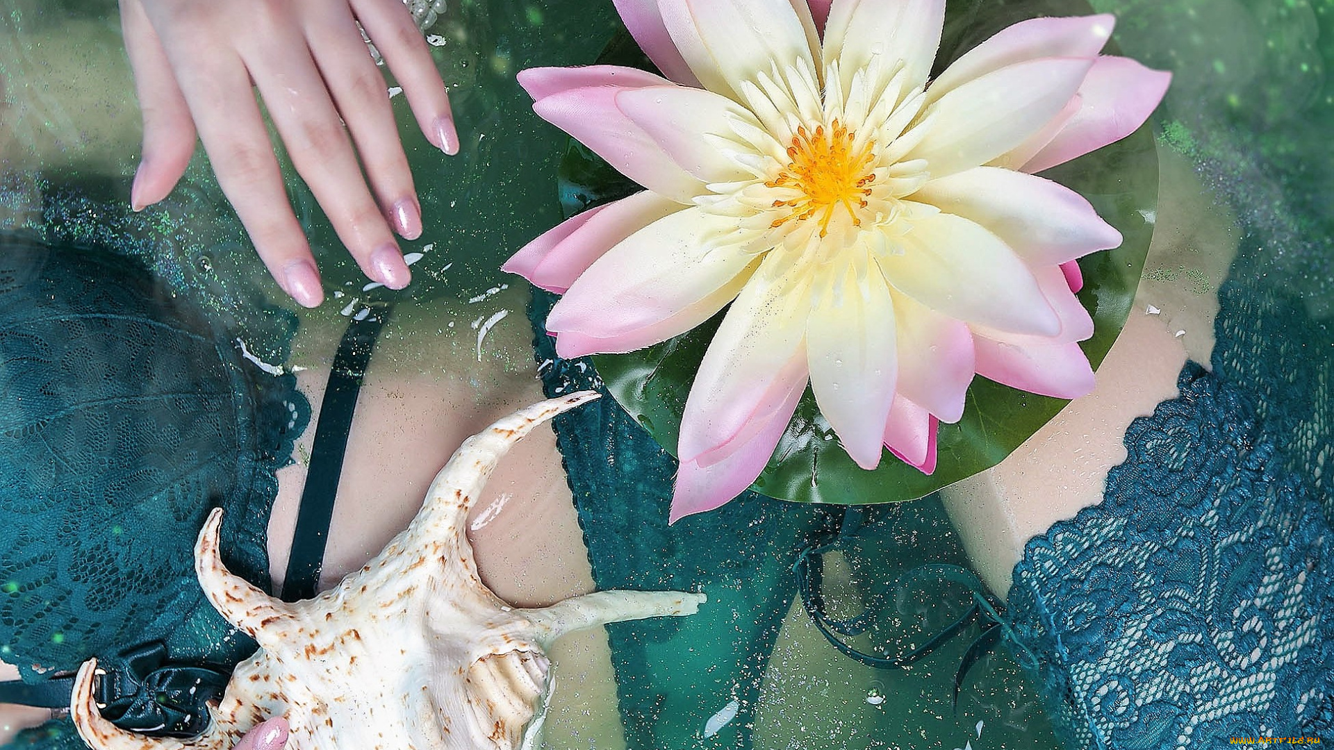 девушки, -, женские, прелести, рука, белье, ракушка, кувшинка, вода