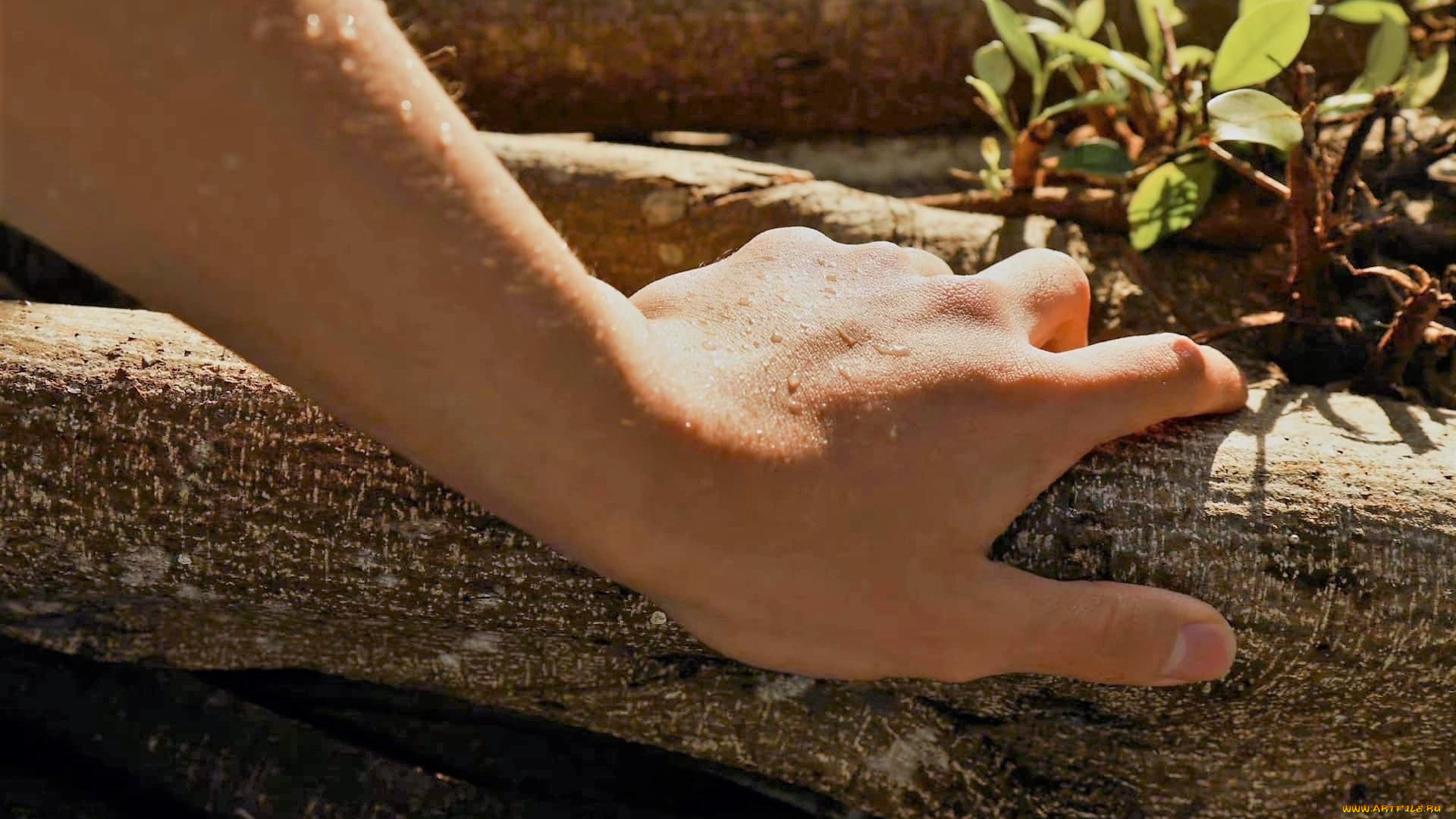 разное, руки, , ноги, сяо, чжань, рука, капли, ветка