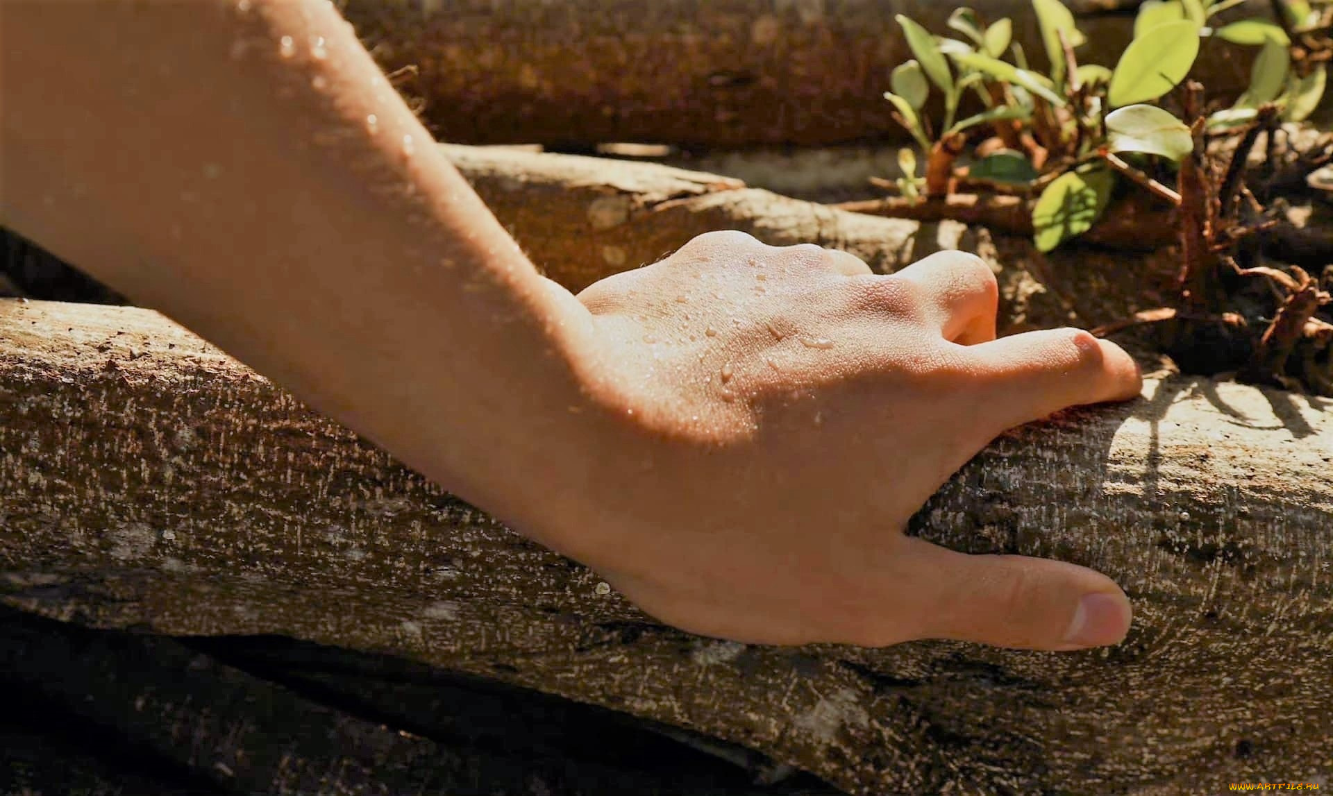 разное, руки, , ноги, сяо, чжань, рука, капли, ветка