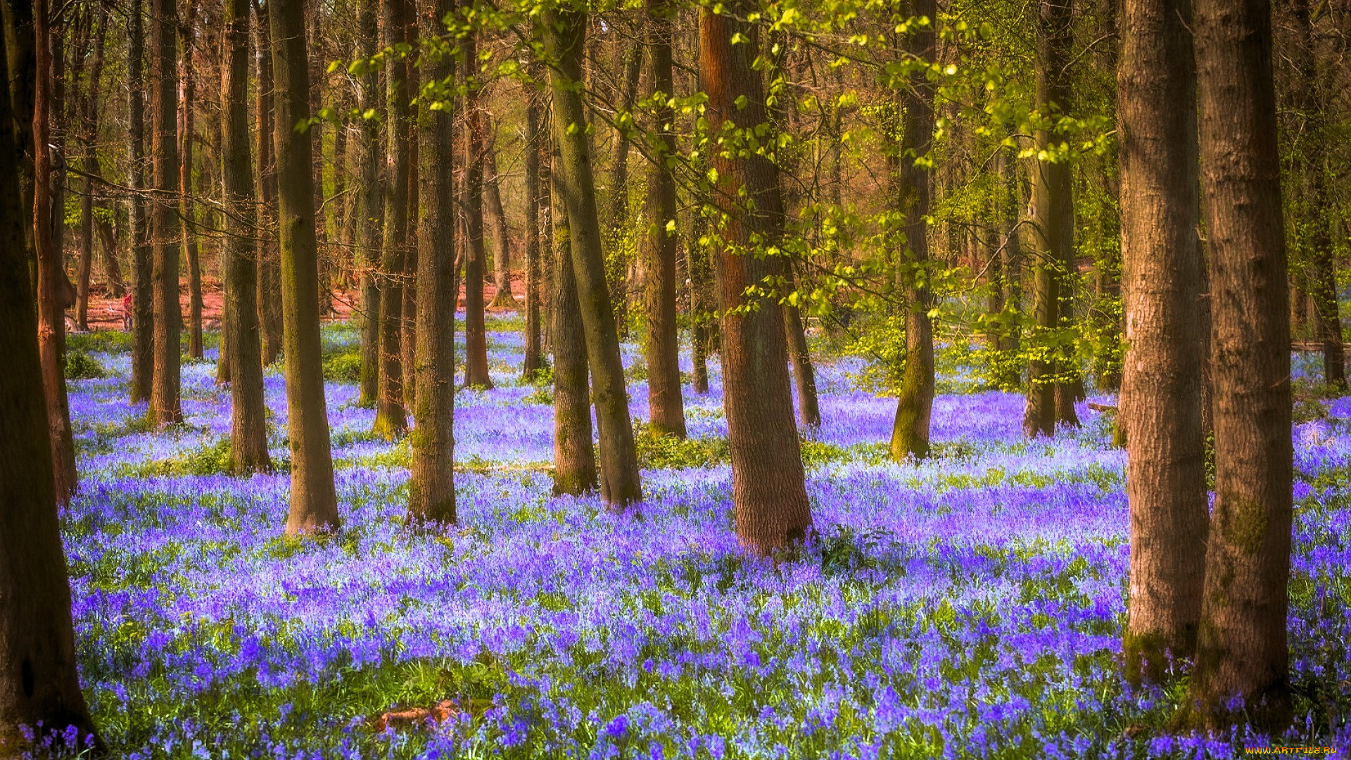 природа, лес, деревья, цветы
