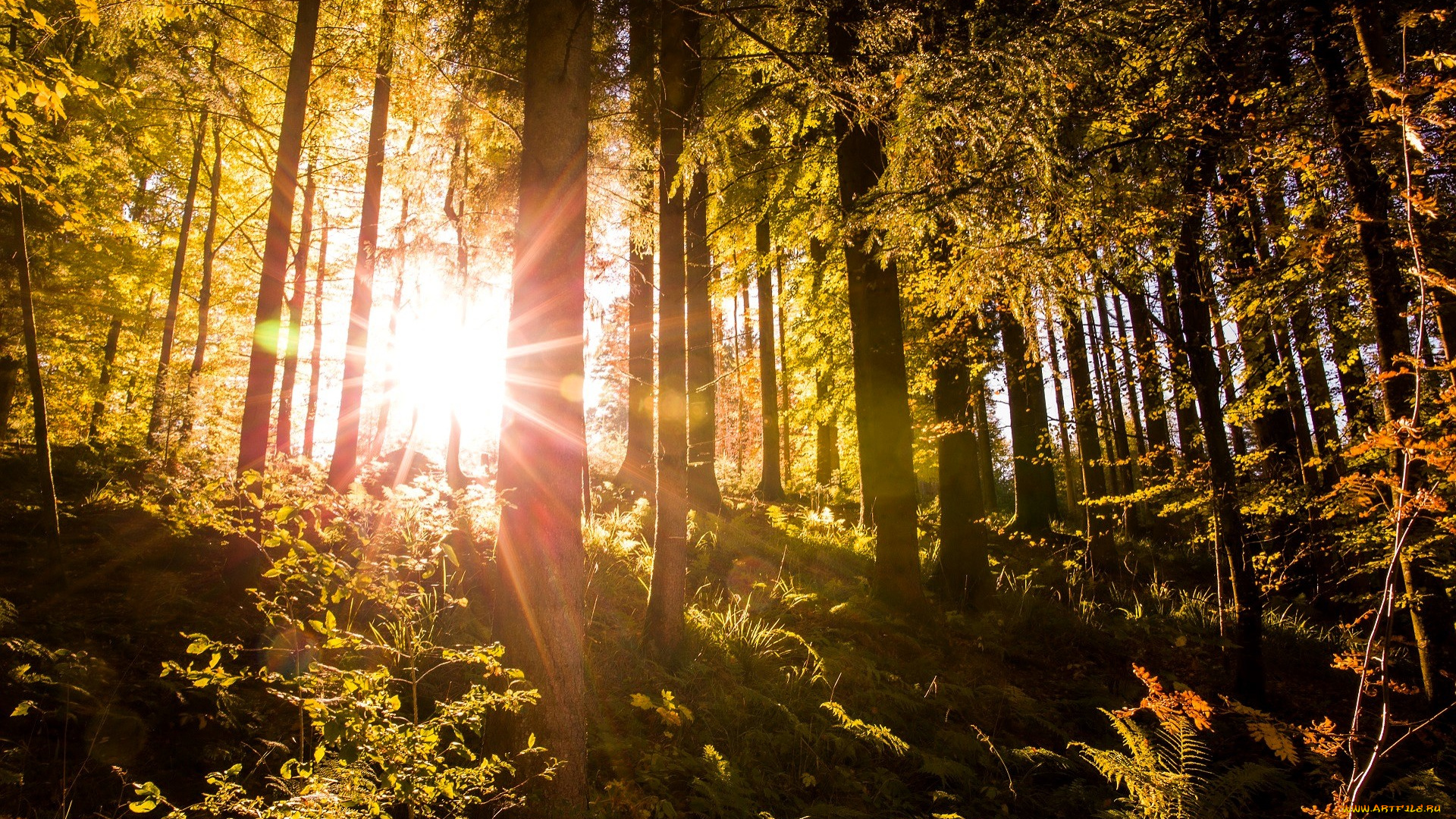 природа, лес, лучи