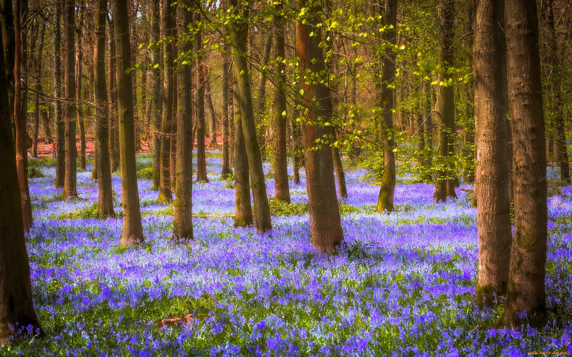 природа, лес, деревья, цветы