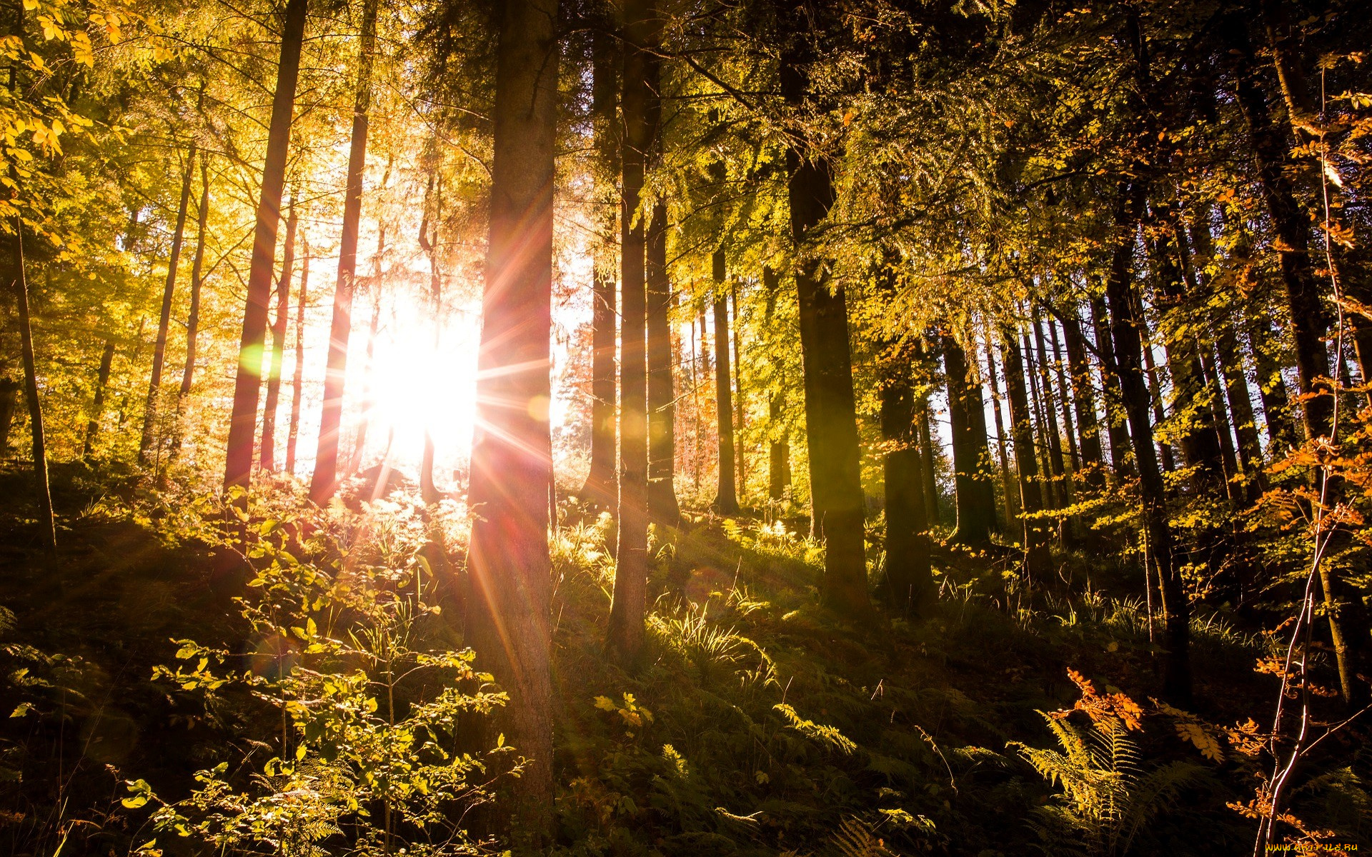 природа, лес, лучи