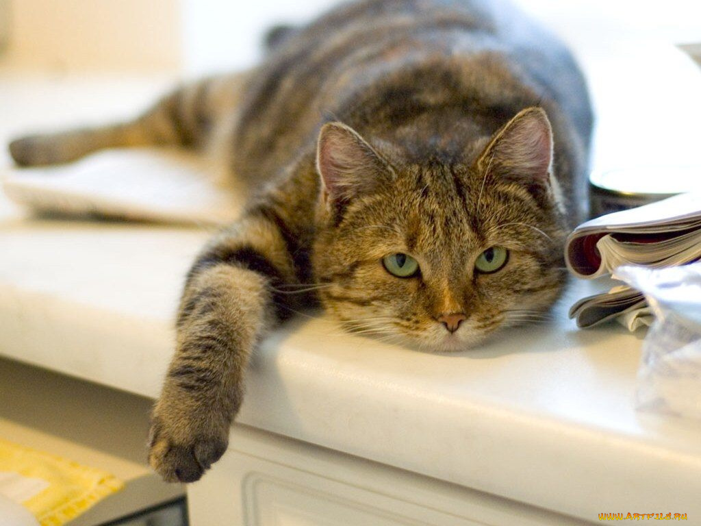 животные, коты