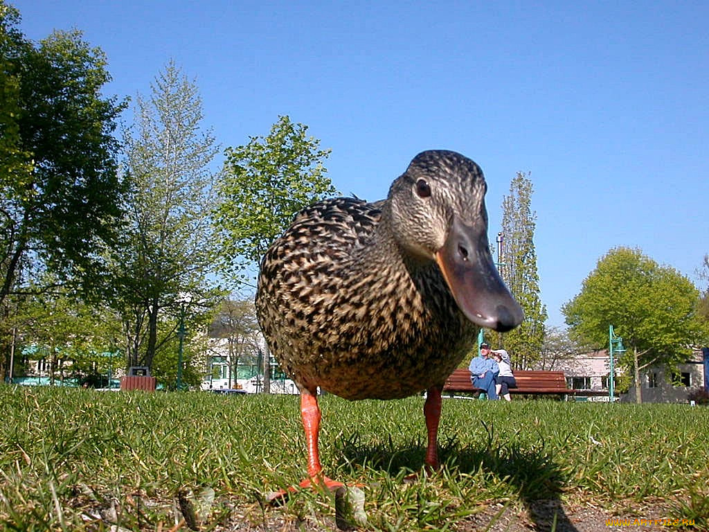 животные, утки