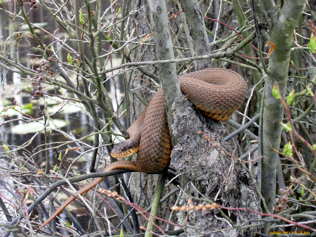 животные, змеи, питоны, кобры