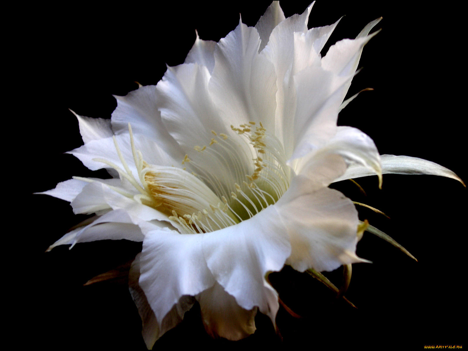 цветы, кактусы