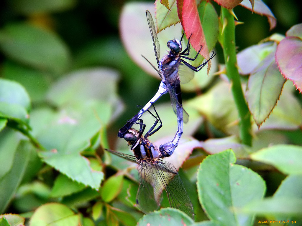 животные, стрекозы
