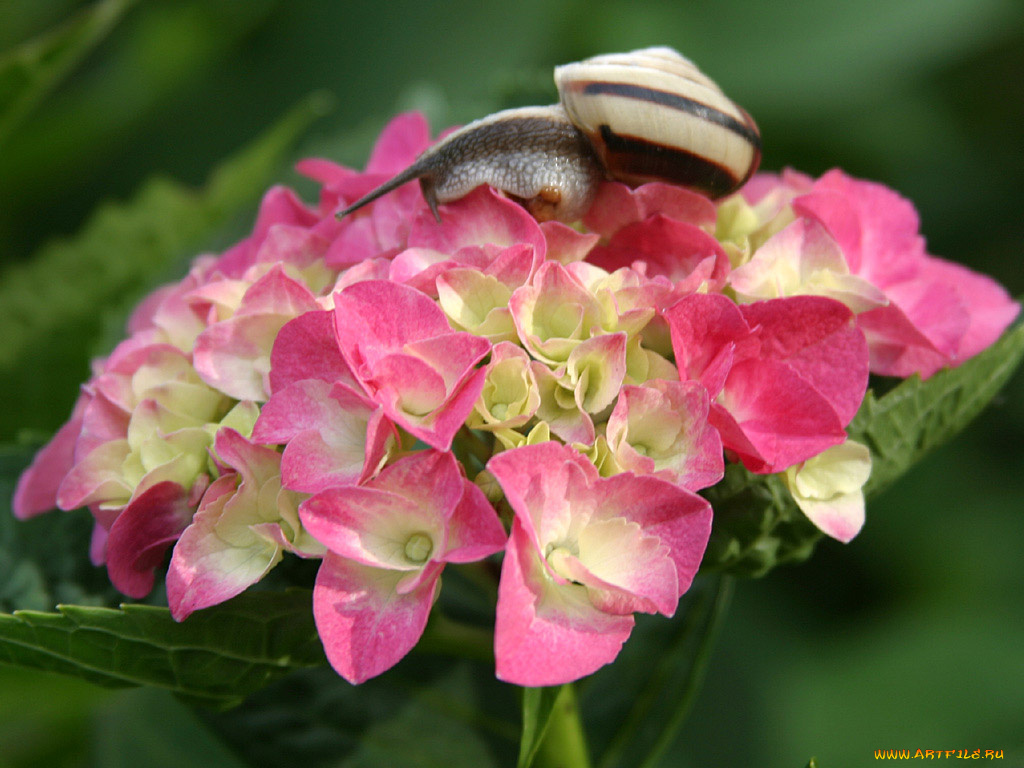 животные, улитки