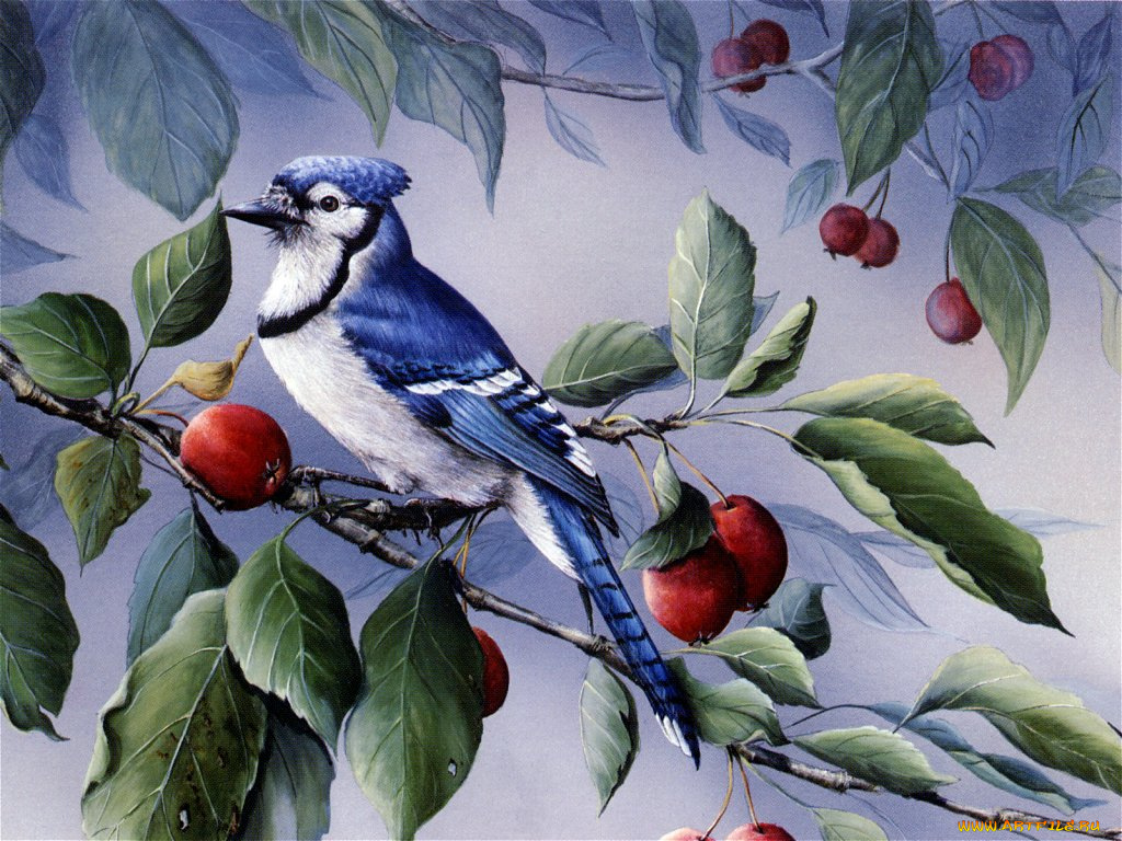 рисованные, животные, птицы