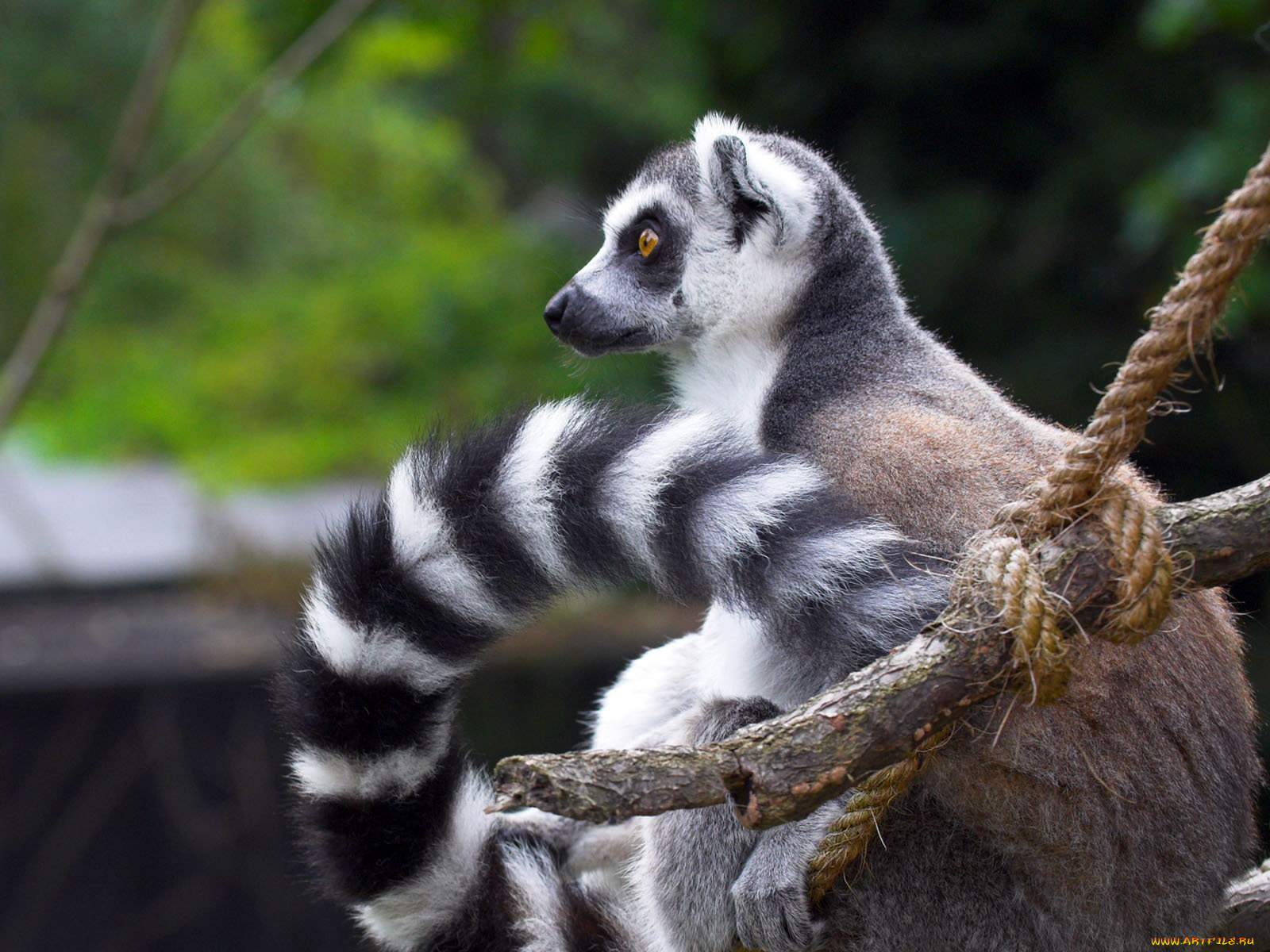животные, лемуры