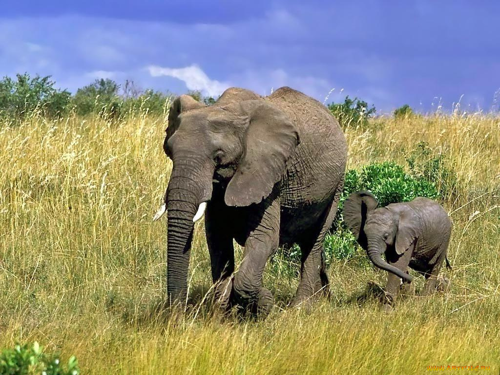 животные, слоны