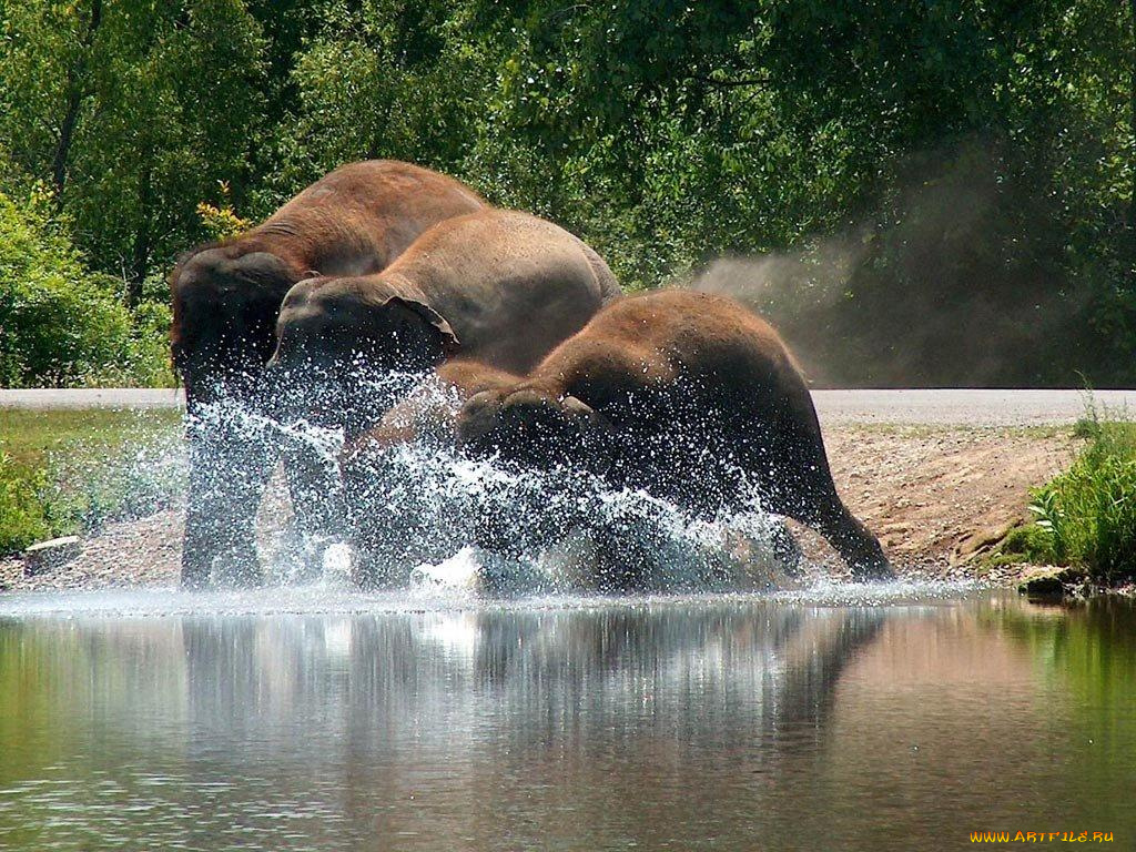 животные, слоны