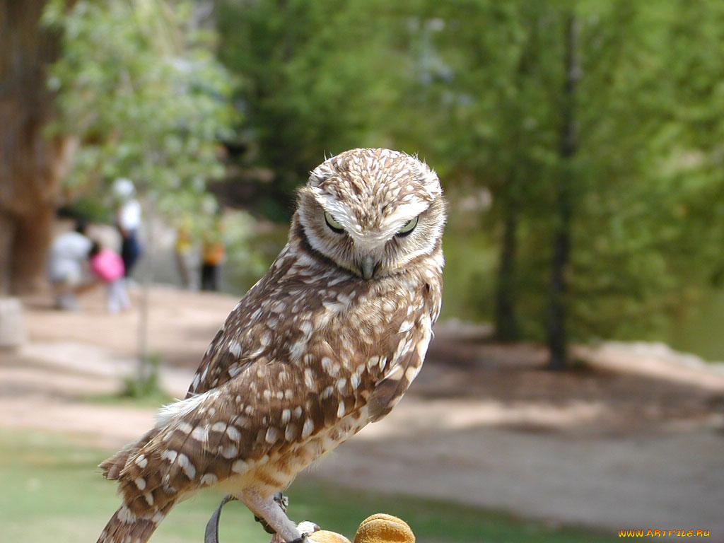 животные, совы