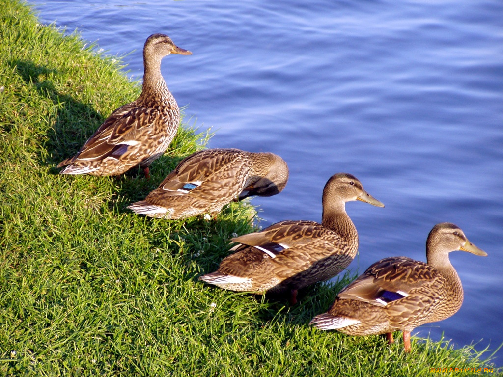 животные, утки