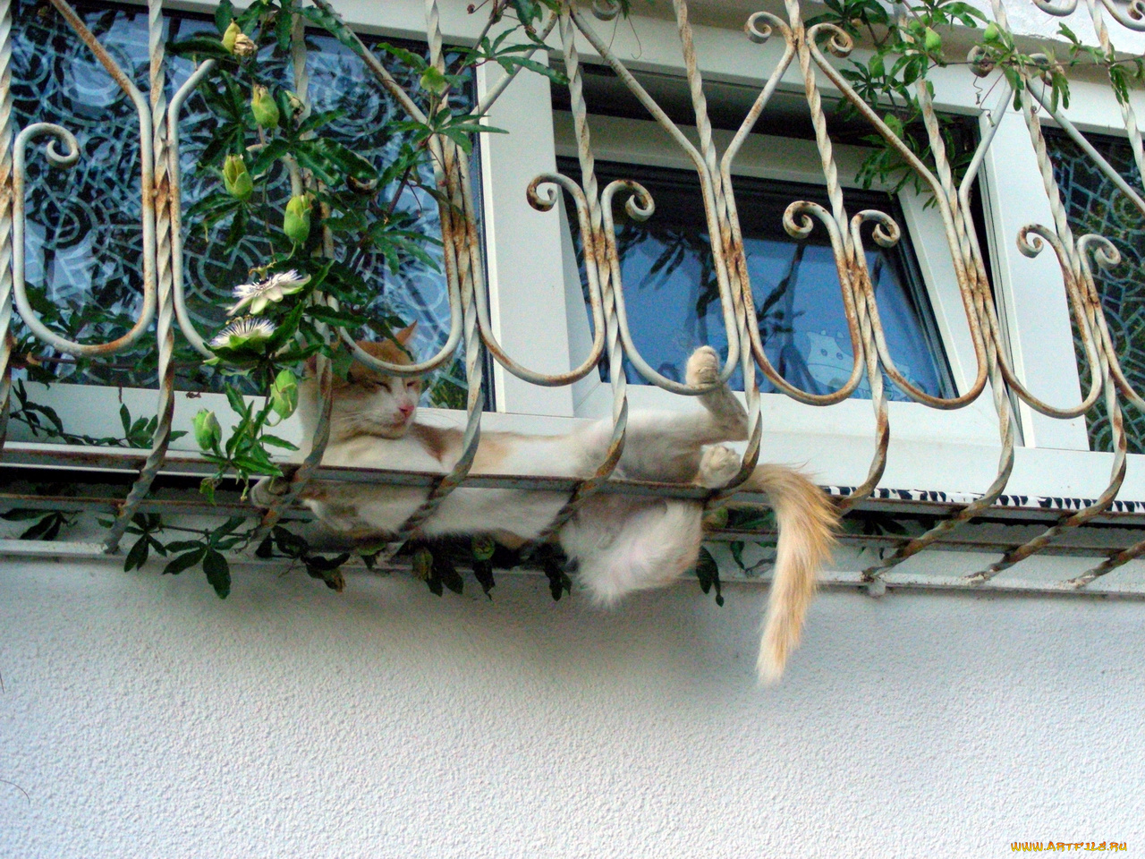 кот, животные, коты