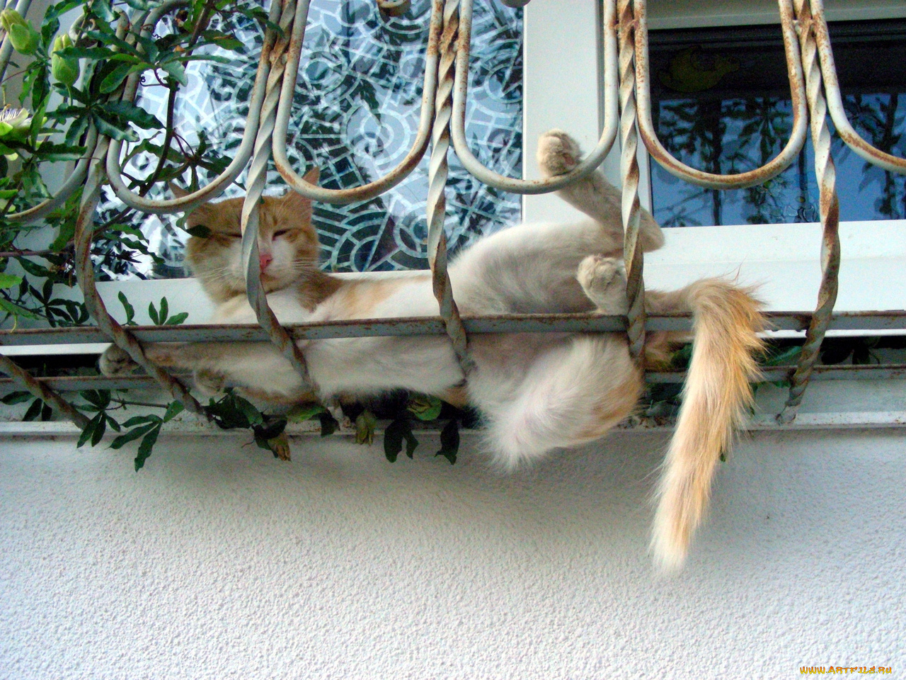 кот, животные, коты