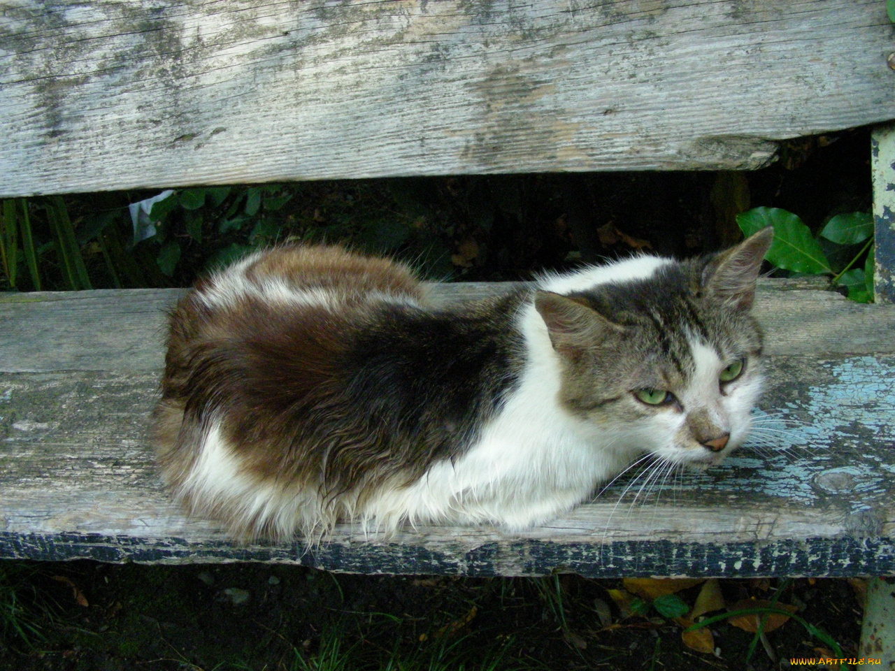 кот, животные, коты