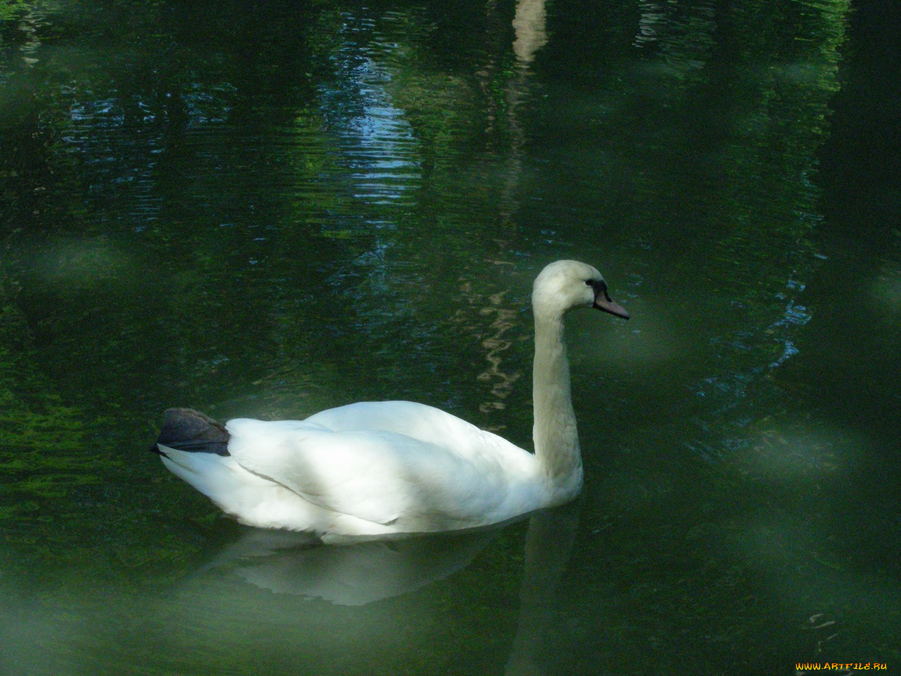 птицы, 12, животные, лебеди