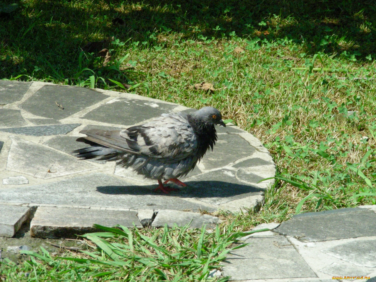 птицы, 15, животные, голуби