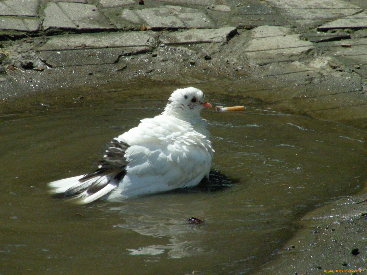 птицы, животные, голуби