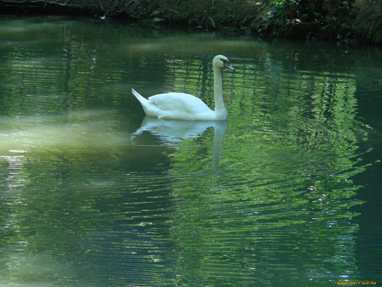 птицы, животные, лебеди