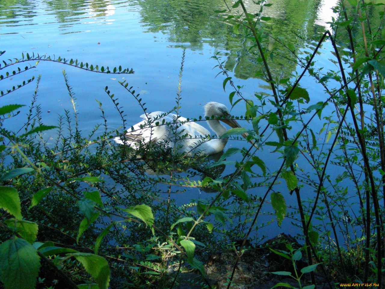 птицы, животные, пеликаны