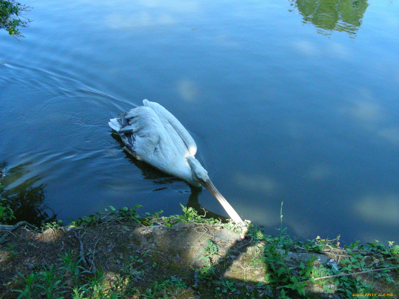 птицы, животные, пеликаны