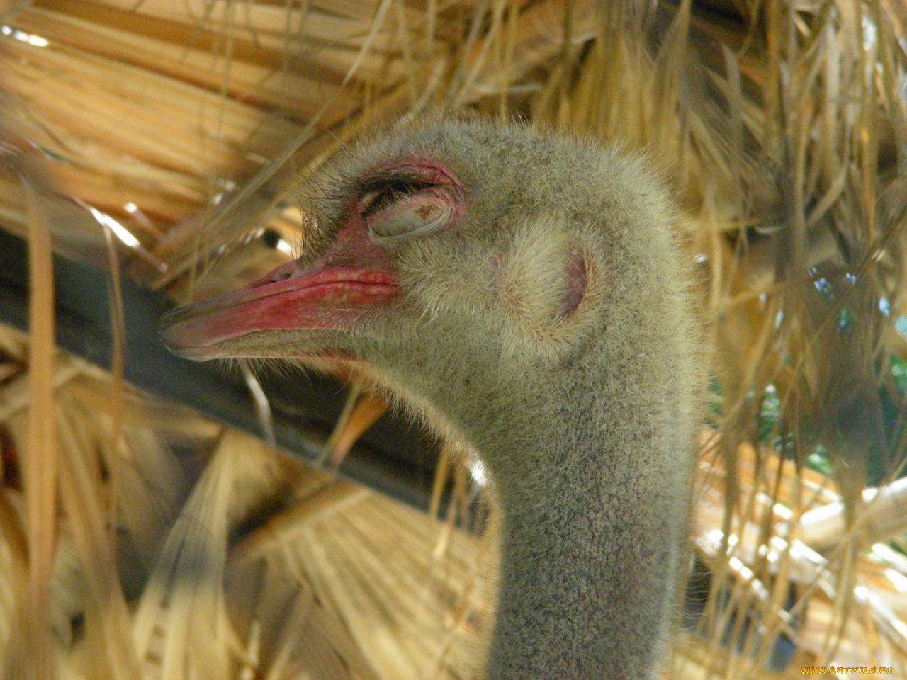 страус, животные, страусы