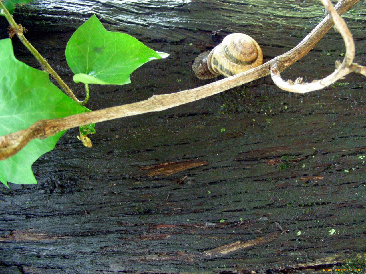 улитка, животные, улитки