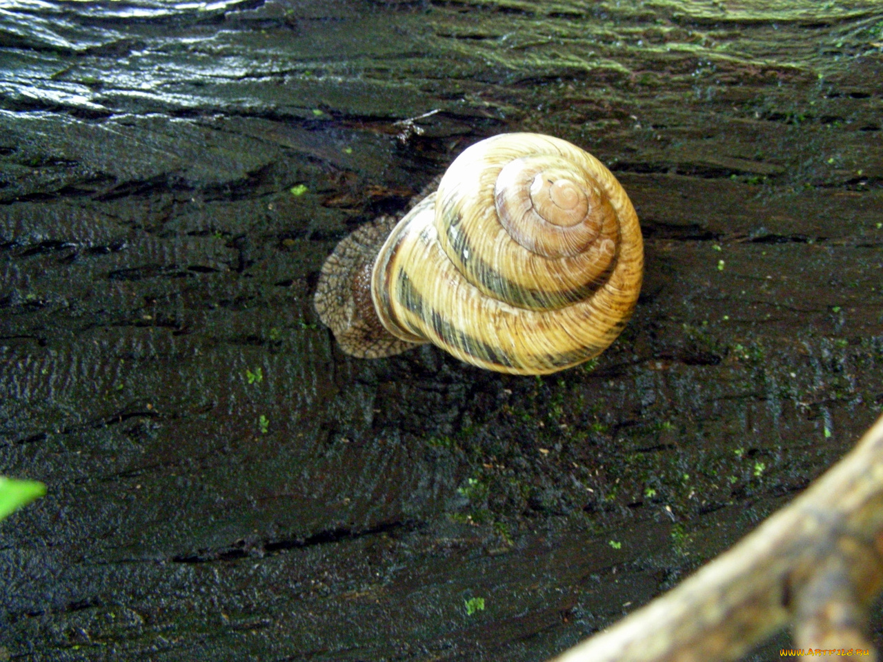 улитка, животные, улитки